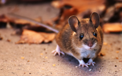 Where to Watch for Signs of Mouse Activity