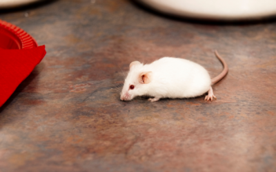 How Can I Be Sure I Need Mice Removal Services?