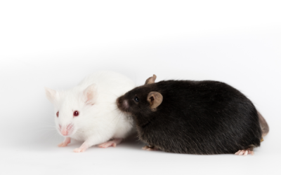 The Health Risks of Mice in Your Home