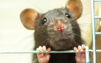 Rat vs. Mouse: What Has Invaded Your Home?