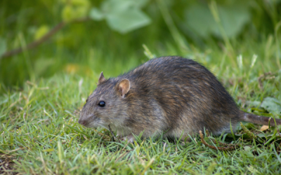Will Relocated Mice Return to Your Home?