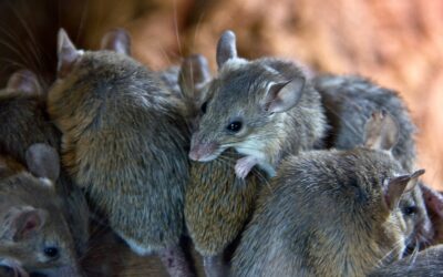 How Do You Know the Mice Are Gone for Good?