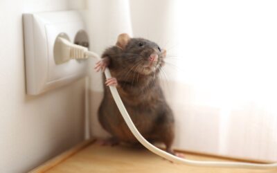 Permanent Solutions to Your Rodent Problem