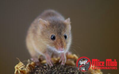 Signs You Might Have Mice in Your Office Building