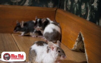 How Mice Infestations Can Impact Your Home’s Value