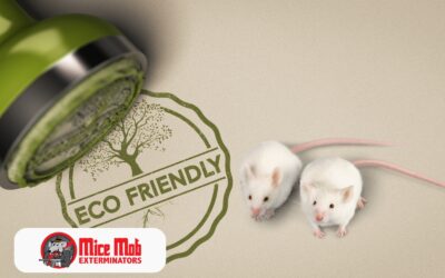 Eco-Friendly Rodent Extermination Solutions