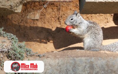 Rodent Behavior During Construction