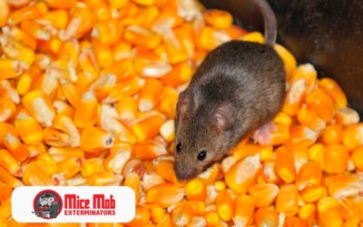 Seasonal Rodent Behavior and Control