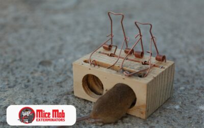 The Dangers of DIY Rodent Control