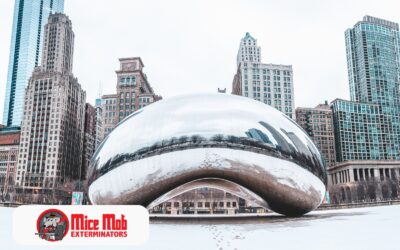 Can Mice Survive Chicago Winters? What You Need to Know