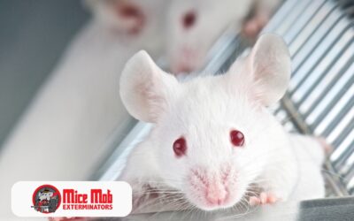 How to Create a Mouse-Free Zone in Your Commercial Space