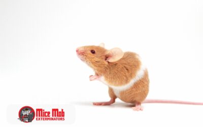 The Environmental Impact of Mice Control Methods