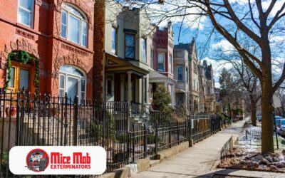 Understanding the Different Types of Mice Found in Chicagoland Homes