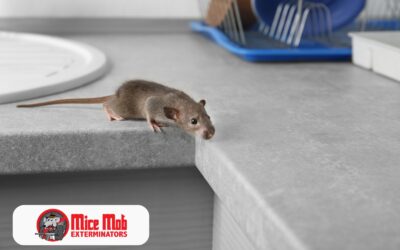 Common Mistakes Homeowners Make When Dealing with Mice