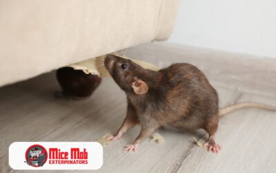 Understanding the Behavior and Habits of Common House Mice