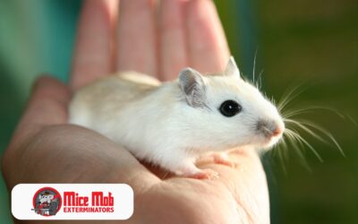 Safe and Humane Mouse Removal Techniques
