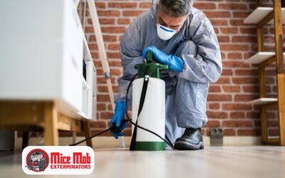 Comparing DIY Mouse Control Methods to Professional Extermination Services