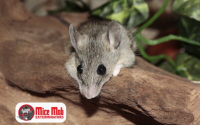 The Lifecycle of a Mouse: Why Fast Action Matters