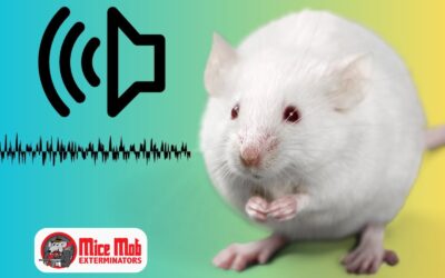 The Sounds Mice Make and What They Might Mean