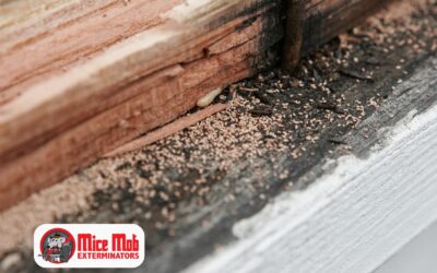 What Mice Droppings Can Tell You About an Infestation