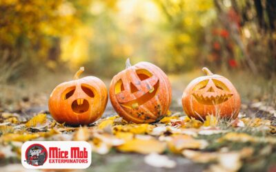 Pumpkin Spice & Mice? How Fall Treats Can Attract Unwanted Pests