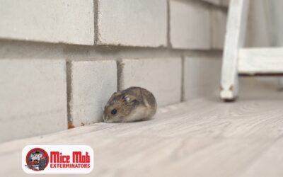Top Entry Points Mice Use in Cooler Weather (and How to Seal Them)
