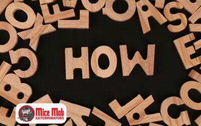 How Long Does It Take to Eliminate a Rodent Infestation?