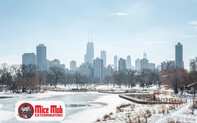 How Seasonal Weather Variations in Chicago Affect Mice Behavior & Infestation Risk