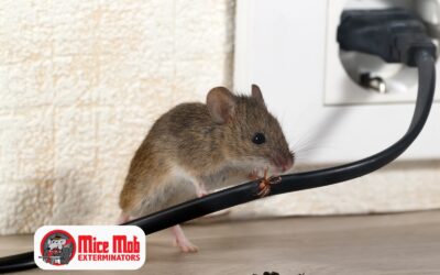 Mice & Fire Hazards: How Rodents Chewing Wiring Can Lead to Home Fires