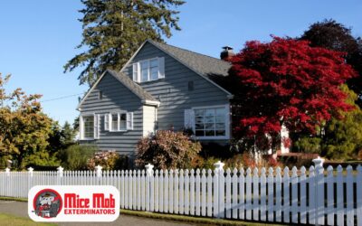 Rodent Inspection for Older Homes: What Unique Challenges Do Historical & Aging Structures Pose?