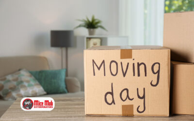 Moving In? What to Inspect to Avoid Mice Surprises