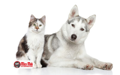 Pets & Mice: What Homeowners Should Know