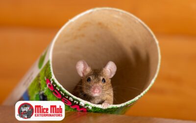Why Mice Keep Coming Back