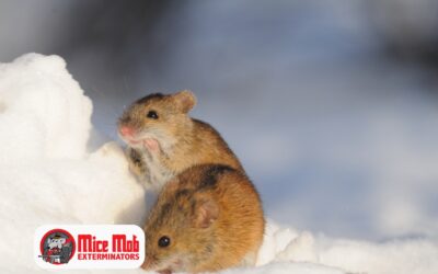 Your Guide to Deep Winter Mice Activity