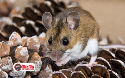 The Danger of Leftover Rodent Pheromone Trails