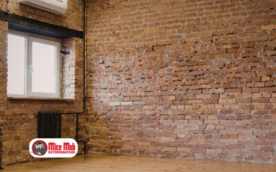 Why Basement Windows and Vents Are Mice Superhighways