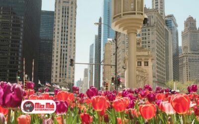 Why Mice Activity Surges in the Chicagoland Area as the Seasons Change
