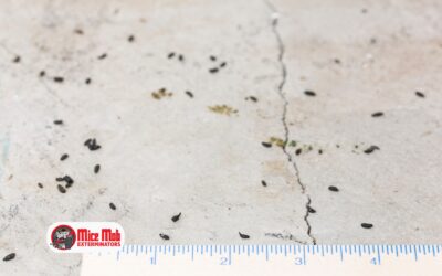 Can I Get Hantavirus from Mouse Droppings in My Home?