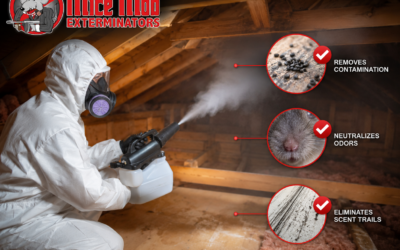 How Disinfection Helps Remove Mouse Odors and Scent Trails