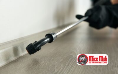 The Difference Between Temporary Pest Control and Permanent Mouse Control